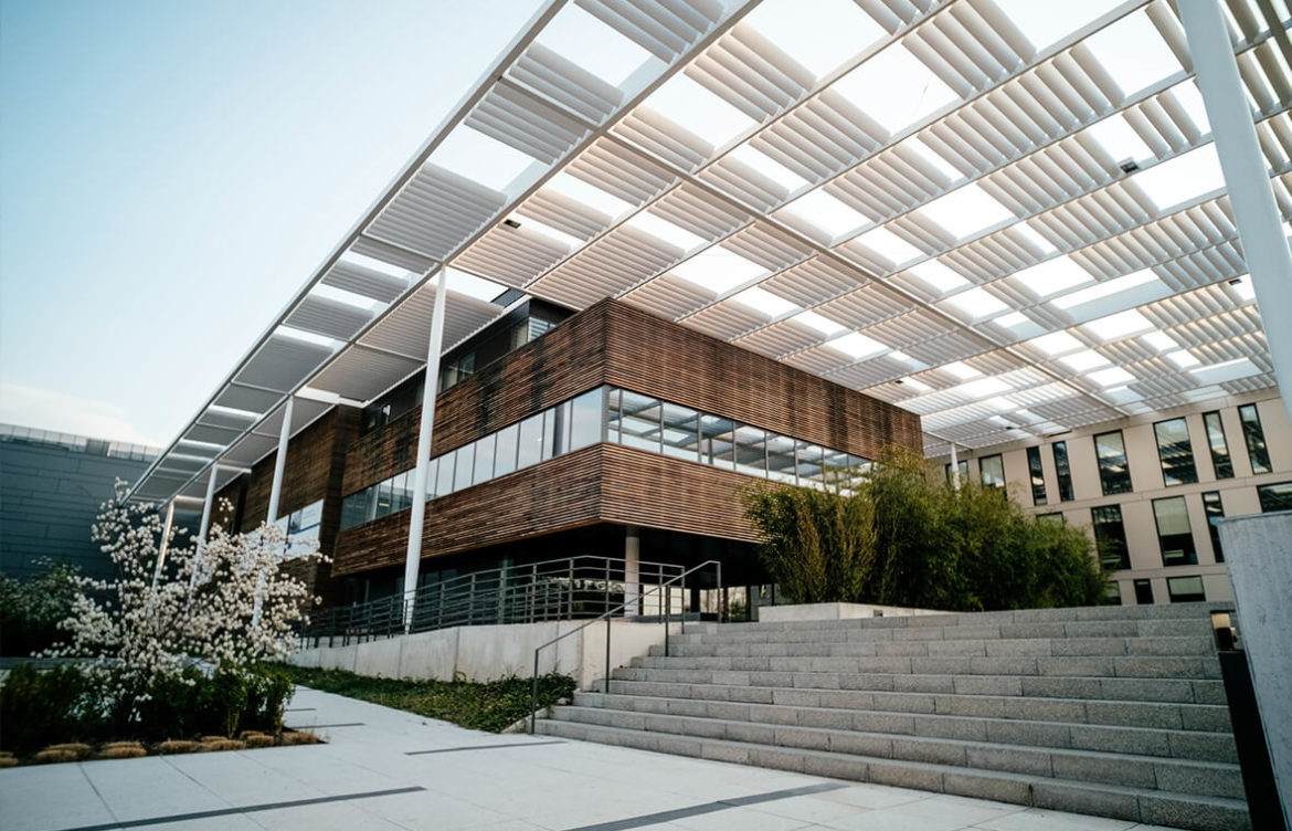 Flying Foxes – Largest Megabat Species